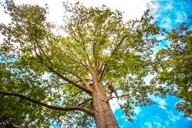 Best Lawn Maintenance Plans  in Ocean Pines, MD