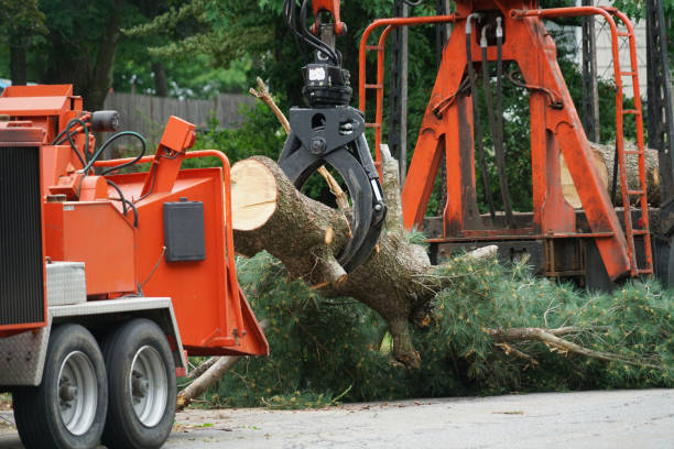 Best Tree Health Inspection  in Ocean Pines, MD