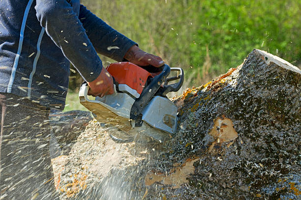 Best Firewood Processing and Delivery  in Ocean Pines, MD